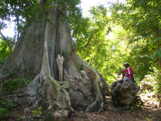 Caribbean Tropical Dry Forest.